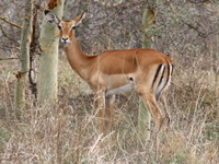 female impala Mwanza, East Africa, Tanzania, Africa