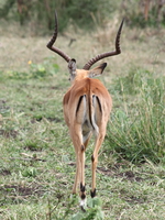 male impala Mwanza, East Africa, Tanzania, Africa