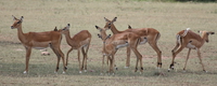 herd impala Mwanza, East Africa, Tanzania, Africa