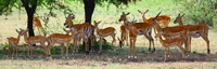 gazelles Mwanza, East Africa, Tanzania, Africa