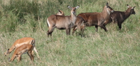 gazelles and waterbuck Mwanza, East Africa, Tanzania, Africa