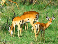 gazelle or impala Mwanza, East Africa, Tanzania, Africa