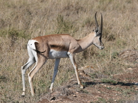 gazelle Serengeti, Ngorongoro, East Africa, Tanzania, Africa