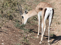gazelle Serengeti, Ngorongoro, East Africa, Tanzania, Africa
