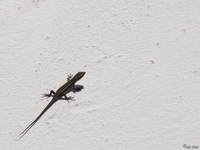 view--gecko on zanzibar Zanzibar, East Africa, Tanzania, Africa