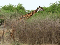 giraffes_of_serengeti