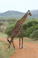 masai giraffe crossing Mwanza, East Africa, Tanzania, Africa