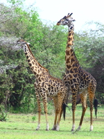 giraffe have sex Mwanza, East Africa, Tanzania, Africa