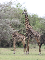 giraffe couple Mwanza, East Africa, Tanzania, Africa