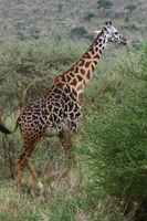 giraffe Mwanza, East Africa, Tanzania, Africa