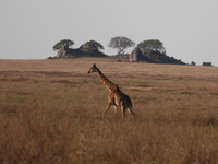 giraffe Serengeti, Ngorongoro, East Africa, Tanzania, Africa