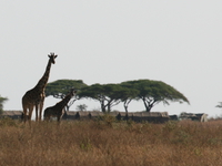 two giraffes Serengeti, Ngorongoro, East Africa, Tanzania, Africa