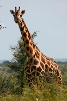 giraffes_of_uganda