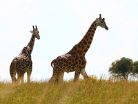 two giraffes in murchison falls Murchison Falls, East Africa, Uganda, Africa