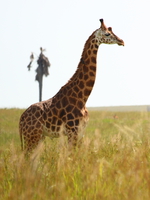 guarding giraffe Murchison Falls, East Africa, Uganda, Africa