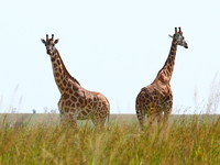 giraffe couple Murchison Falls, East Africa, Uganda, Africa