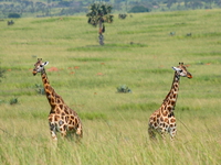 lovers in quarrel Murchison Falls, East Africa, Uganda, Africa