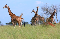 rothschild giraffe family Murchison Falls, East Africa, Uganda, Africa