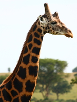 five horned rothschild giraffe in uganda Murchison Falls, East Africa, Uganda, Africa