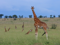 view--rothschild giraffe and his family Murchison Falls, East Africa, Uganda, Africa
