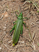 view--giant grasshopper Mtae, East Africa, Tanzania, Africa