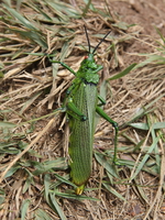 green garsshopper Mtae, East Africa, Tanzania, Africa