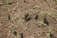 group of grasshoppers predicting rain Mtae, East Africa, Tanzania, Africa