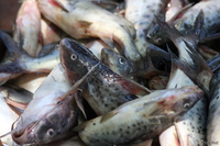 view--chaos of fish Kisumu, East Africa, Kenya, Africa