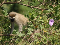 vervet monkey along river nile Jinja, East Africa, Uganda, Africa