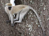 regret of vervet monkey Mwanza, East Africa, Tanzania, Africa