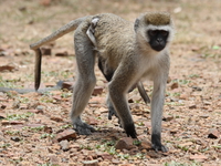 vervet monkey mom and son Mwanza, East Africa, Tanzania, Africa