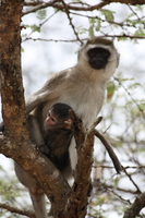 vervet monkey family tie Mwanza, East Africa, Tanzania, Africa