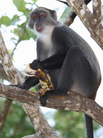 vervet monkey and bananna Diani Beach, East Africa, Kenya, Africa