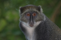view--vervet monkey closeup Diani Beach, East Africa, Kenya, Africa