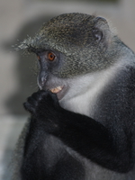 vervet monkey thinker Diani Beach, East Africa, Kenya, Africa
