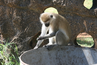 vervet monkey reading Mombas, East Africa, Kenya, Africa