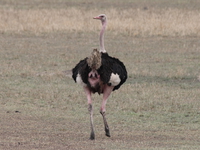 ostrich Mwanza, East Africa, Tanzania, Africa
