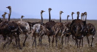 ostriches Serengeti, Ngorongoro, East Africa, Tanzania, Africa