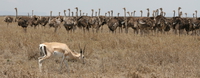 ostrich and gazelle Serengeti, Ngorongoro, East Africa, Tanzania, Africa