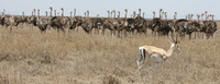 ostrich and gazelle Serengeti, Ngorongoro, East Africa, Tanzania, Africa