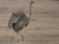 female ostrich Ngorongoro Crater, Arusha, East Africa, Tanzania, Africa