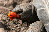 turtle eating tomato Arusha, Zanzibar, East Africa, Tanzania, Africa