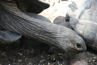 long neck turtle Arusha, Zanzibar, East Africa, Tanzania, Africa
