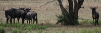 wildebeests Mwanza, East Africa, Tanzania, Africa