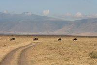 wildebeest team Ngorongoro Crater, Arusha, East Africa, Tanzania, Africa