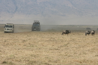 wildebeest Ngorongoro Crater, Arusha, East Africa, Tanzania, Africa
