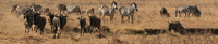 wildebeest group Ngorongoro Crater, Arusha, East Africa, Tanzania, Africa