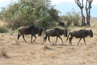 wildebeest going home Ngorongoro Crater, Arusha, East Africa, Tanzania, Africa