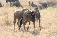 wildebeest fight Ngorongoro Crater, Arusha, East Africa, Tanzania, Africa