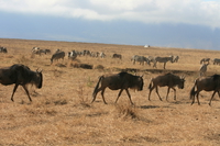 wildebeest line Ngorongoro Crater, Arusha, East Africa, Tanzania, Africa
